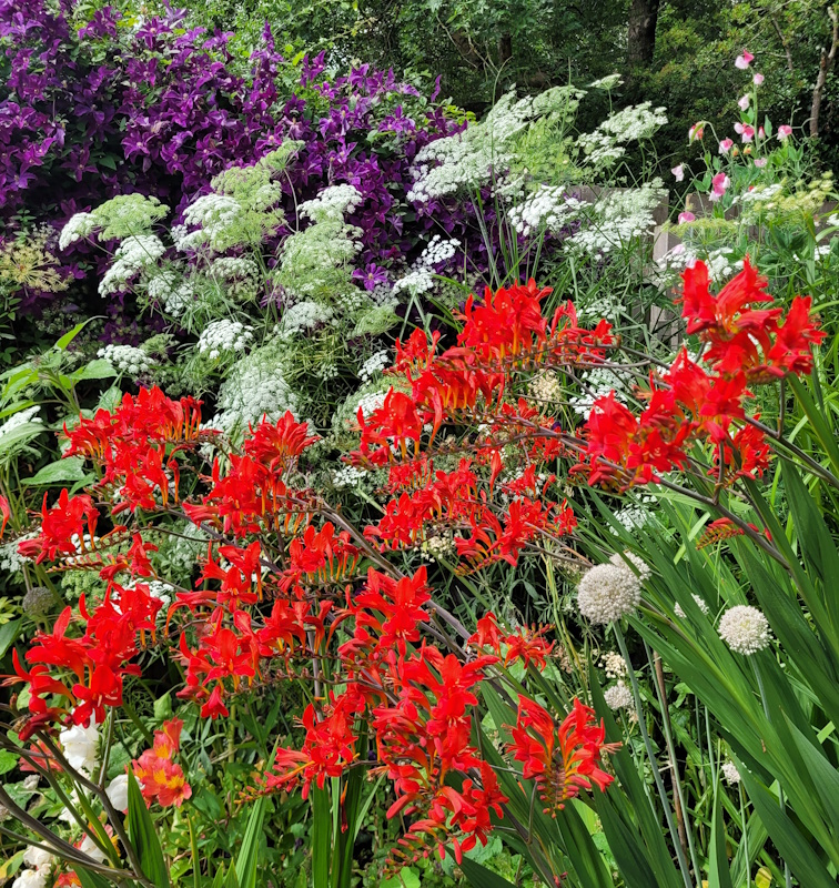 Watering a large heavily planted flower bed