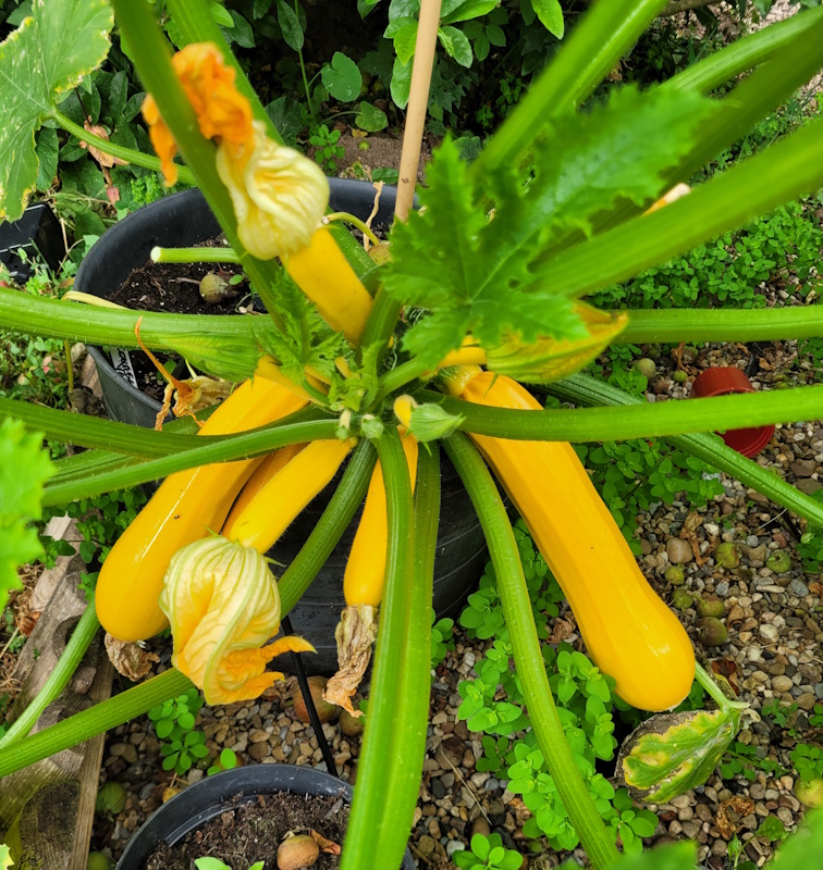 Courgettes in pots