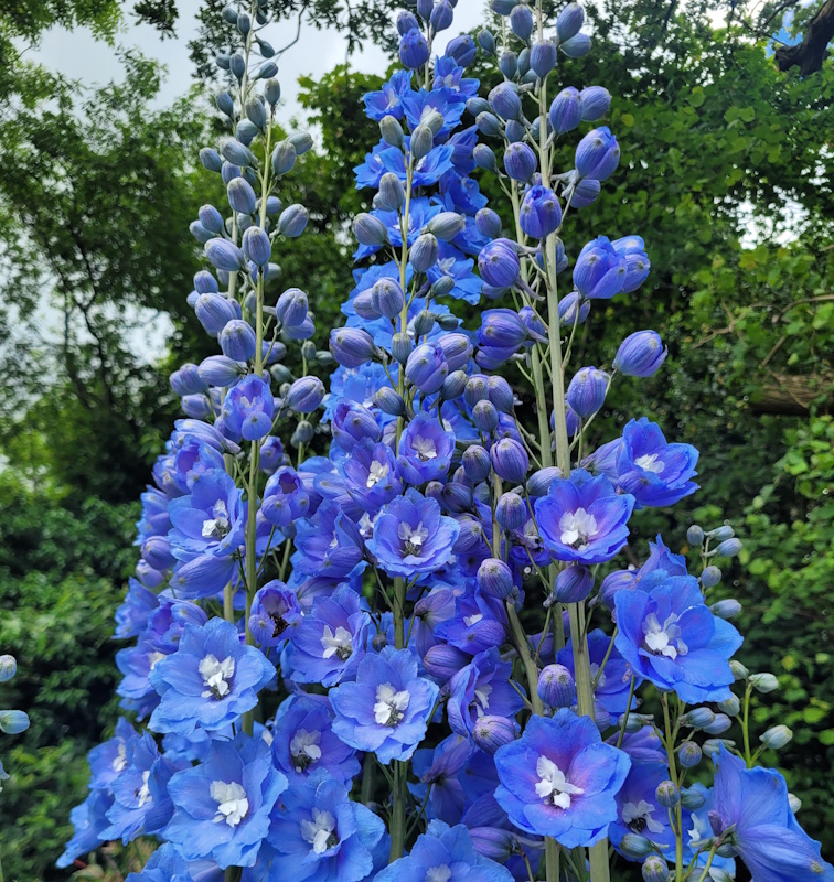 Delphiniums
