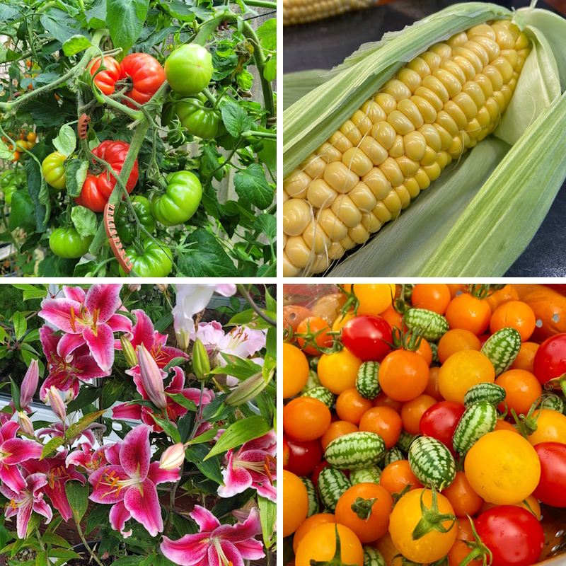 Automatic greenhouse irrigation