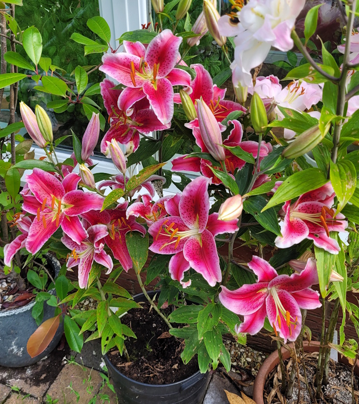 Lilies in pots