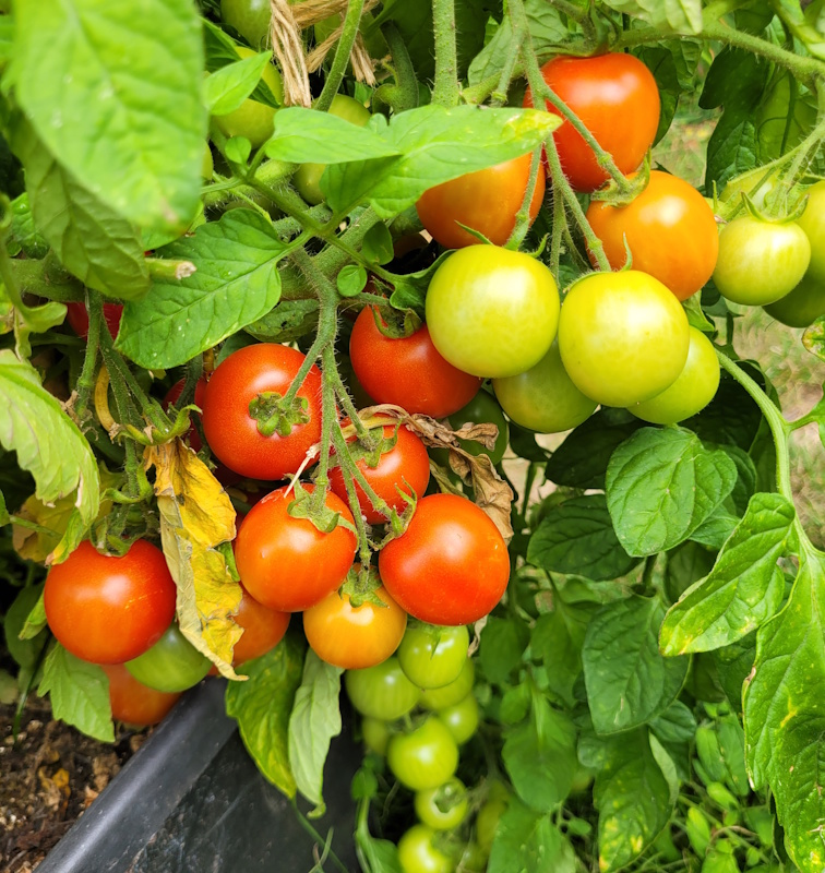 Outdoor tomatoes