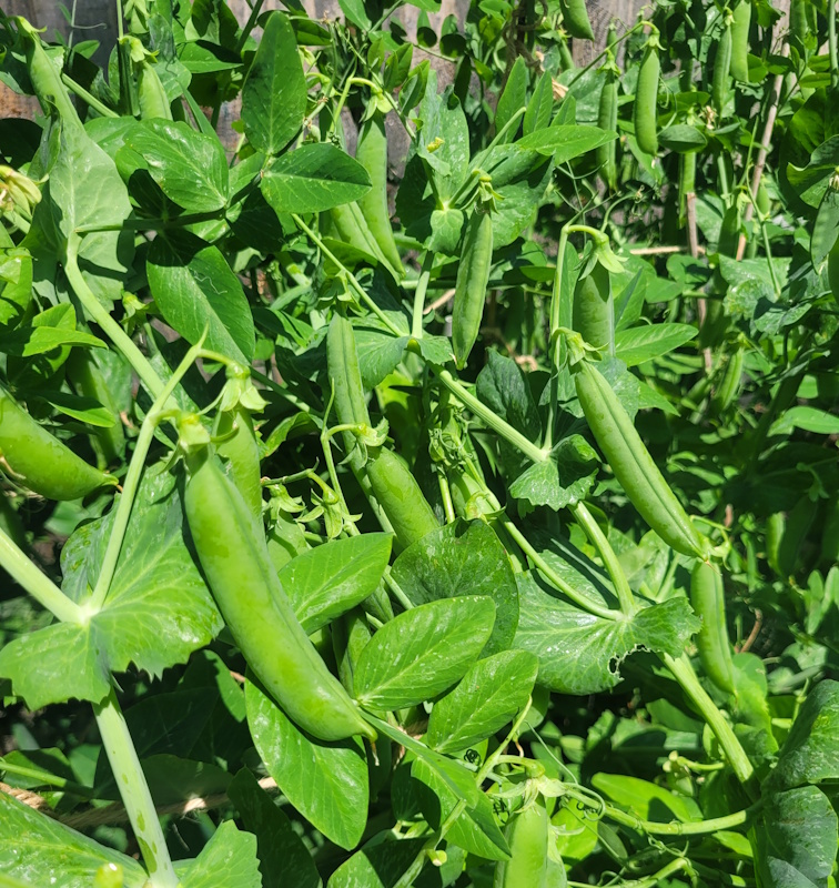 Watering pea planting