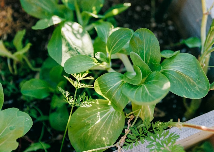 Garden with automatic irrigation system