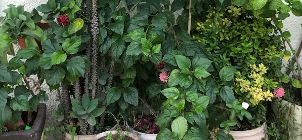 Small Irrigation Kit